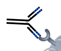 <2017> Patent list of top-ranked applicant (Antibody field)
